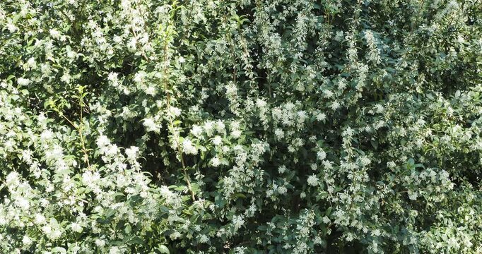 Osmanthus burkwoodii | Burkwood's osmanthus - Fragrant chinese olive tree - Sweet osmanthus. Bushy shrub with white flowers in bouquets, elliptical dark green leaves with smooth or serrated edges
