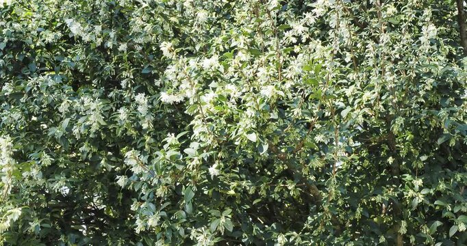 Burkwood's osmanthus (Osmanthus x burkwoodii), beautiful dense shrub with dark green, glossy foliage covered in a profusion of small, tubular, white, petaled fragrant flowers
