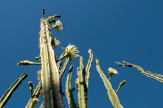 Flowering San Pedro cactus in Northland, New Zealand