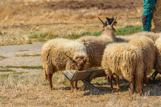 Racka breed of sheep at Hortobagy national park in Hungary