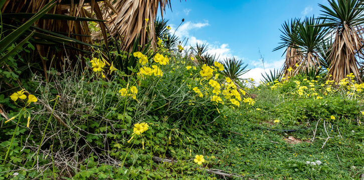 ellow Bermuda buttercup (Oxalis pes-caprae) flowers bloom on a grassy hillside in Cartagena, Spain, beneath palm trees and a blue sky.