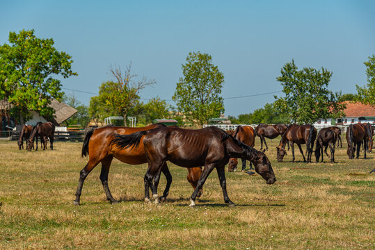 Nonius horses at Matai Menes stud farm at Hortobagy national par