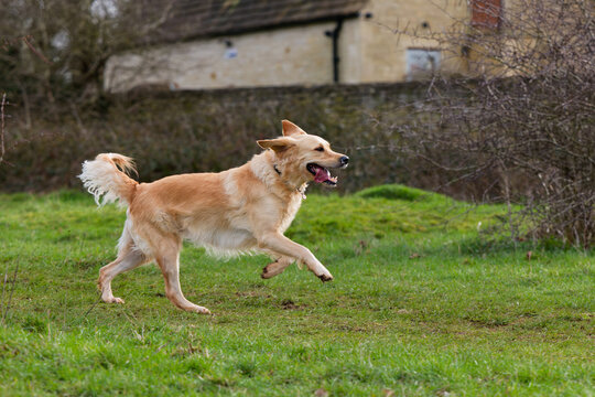 Side view of Golden Retriever with front paws off the ground and tail wagging as she runs