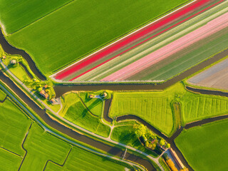 Naklejka premium Aerial view of tulip fields in the Netherlands at sunset. Nature. Traditional Dutch windmill stands by a calm canal. Symmetrical rows of colorful flowers creating a stunning geometric pattern.