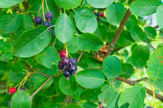 Irga or Shadbush or Amelanchier or serviceberry is genus of plants of tribe apple - Maleae - of pink family - Rosaceae -, deciduous shrub or small tree. Ripe berry on tre