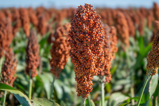 milo ready for harvest