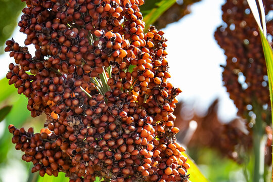 sorghum berries ready for harvest