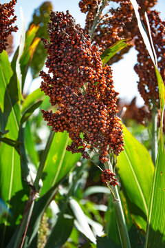 milo stalk in a field