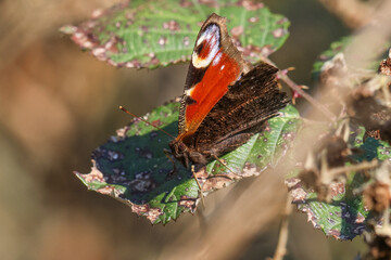 Peacock Butterfly On Bramble Leaf - 241E1600 © Hizglebe