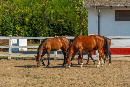 Nonius horses at Matai Menes stud farm at Hortobagy national par