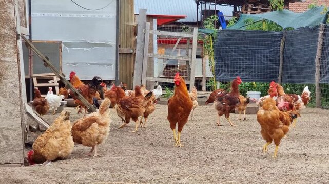 Hens and roosters on a traditional rural barnyard in eco farm. Free range poultry farming in countryside, 4K