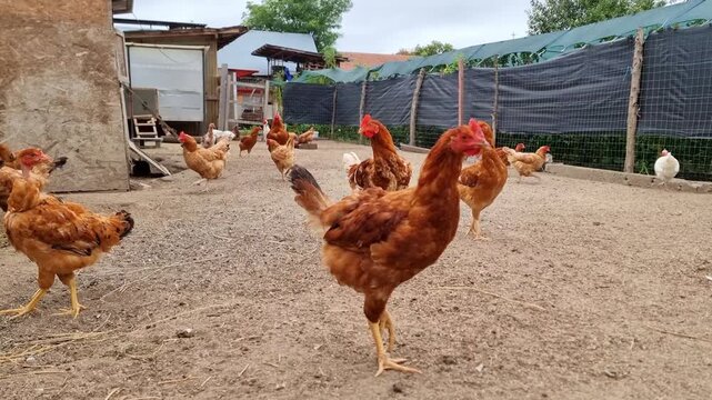 Chickens feeding on a free-range bio poultry farm, hens on a traditional rural barnyard in countryside, agricultural industry, 4K