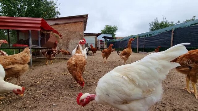 Chickens feeding on a free-range bio poultry farm, hens on a traditional rural barnyard in countryside, agricultural industry, 4K