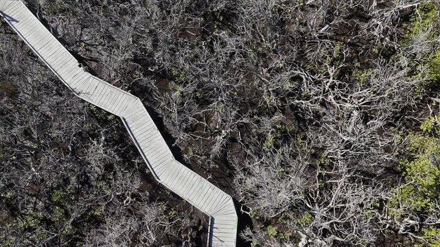 4K aerial drone footage of winding mangrove boardwalk, coastal wetlands, tidal flats and nature walking trail in St Kilda, North Adelaide, South Australia Coastline.