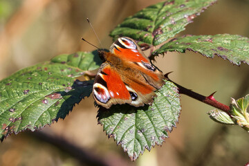 Peacock Butterfly On Bramble Leaf - 241E1577 © Hizglebe
