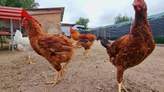 Hens on a traditional rural barnyard in eco farm. Free range poultry farming in countryside, 4K