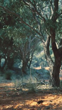 A quiet scene shows trees with green leaves and shrubs in a natural setting. The ground is sandy and light shines through the leaves. This area is located near Uluru in the afternoon.