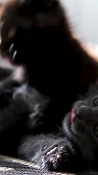 Two little kittens play on the carpet in a rural hut in the sun, biting each other, biting fleas. High quality 4k footage