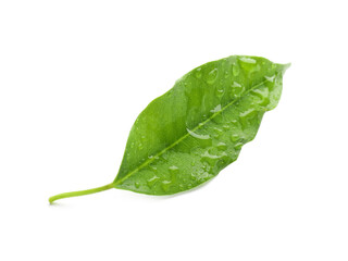 One fresh green citrus leaf with water drops isolated on white