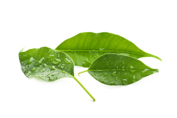 Fresh green citrus leaves with water drops isolated on white