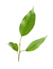 Fototapeta premium Branch with fresh green citrus leaves isolated on white
