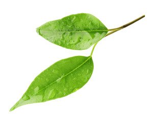 Branch with wet fresh green citrus leaves isolated on white