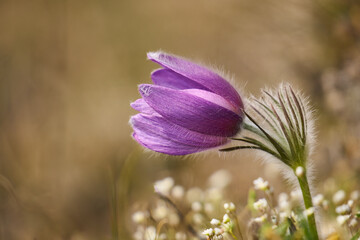 Küchenschelle, Kuhschelle, Pulsatilla vulgaris