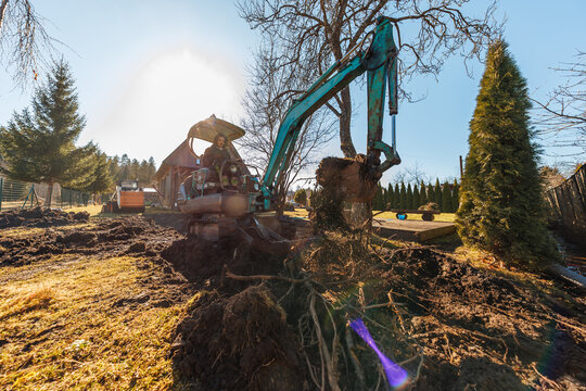 A contractor operates a teal mini excavator, tearing tree roots by a wooden shed as soil spills from the bucket, with evergreen hedges and deck under afternoon light.