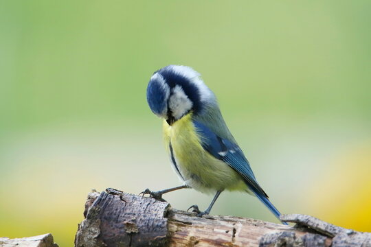 M&eacute;sange bleue