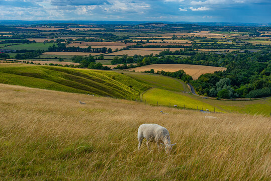 Sheep grazing at Uffington castle in England