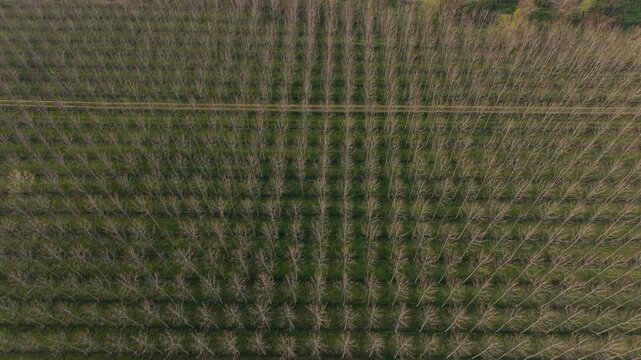 Tree Plantation Aerial View Forestry Rows Emilia Romagna, Italy
