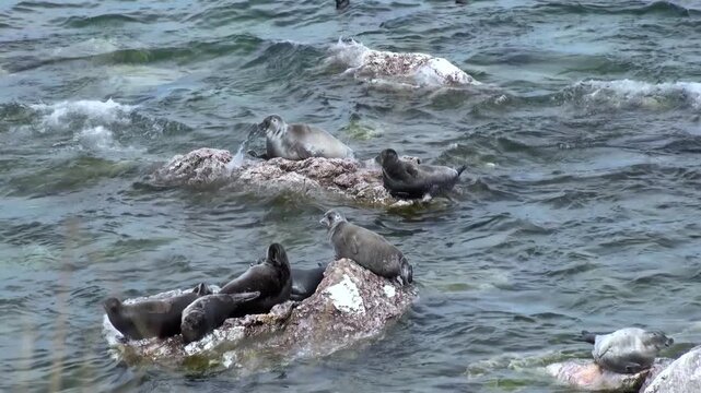 Baikal seals, also known as nerpa, lounge on rocks in Lake Baikal during the day. Some seals swim nearby. Waves gently splash against the rocky outcroppings where the seals are resting.