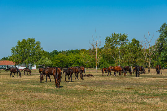 Nonius horses at Matai Menes stud farm at Hortobagy national par