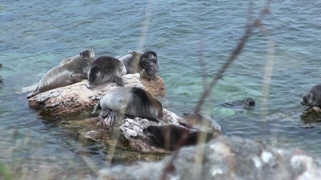 Several Baikal seals, also known as Pusa sibirica, rest on sun-drenched rocks near shore of Lake Baikal. Some seals are swimming in clear water on bright day, while others lounge on rocks.