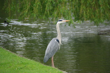 Obraz premium Elegant Grey Heron Posing Beside a Pond Under Green Foliage