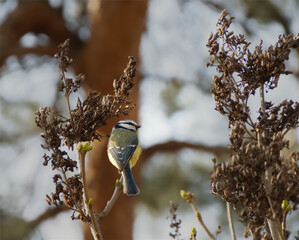 Sikora modraszka zwyczajna © Filip