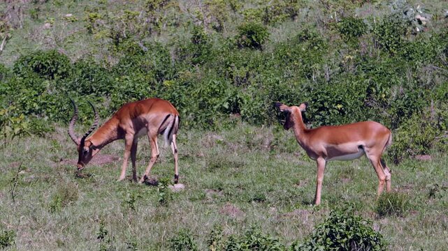 Watch a male impala gracefully scratch its coat with majestic horns as a female friend observes. A serene moment unfolds on the vibrant savanna of Lake Nakuru, Kenya, Africa.