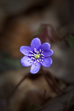Przylaszczka pospolita, łac. Hepatica nobilis