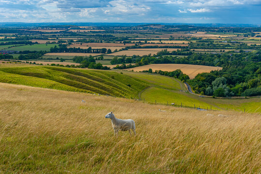 Sheep grazing at Uffington castle in England