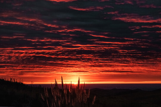 Orange Sunrise Light Through Pampas Grass in Cordoba Hills Argentina
