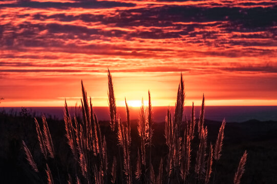 Orange Sunrise Light Through Pampas Grass in Cordoba Hills Argentina
