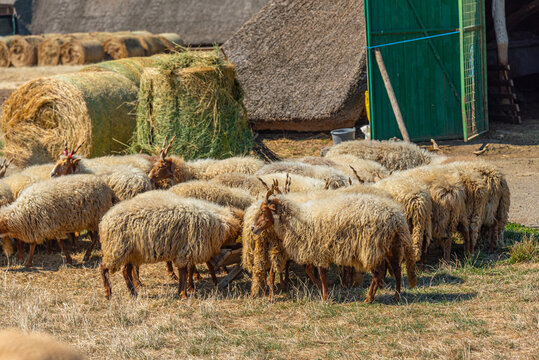 Racka breed of sheep at Hortobagy national park in Hungary