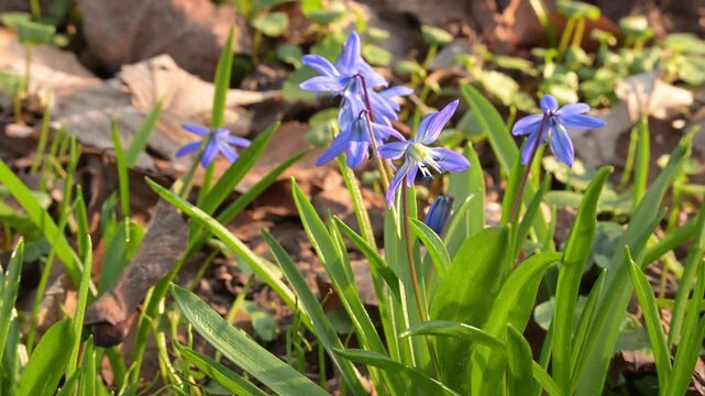 Close-up of vibrant blue squill blossoms in a garden. Real-time video featuring soft evening sunlight, green leaves, and gentle wind movement.