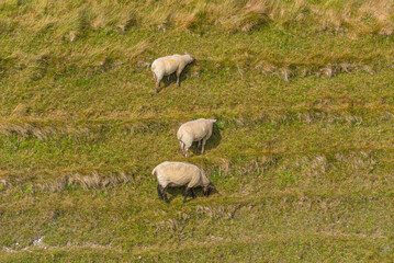 Obraz premium Sheep grazing at the Maiden castle near Dorchester in England
