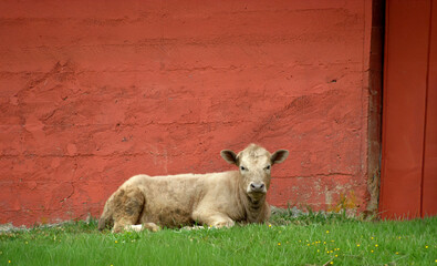 Obraz premium Cow Rests in Green Grass Besides Red Barn