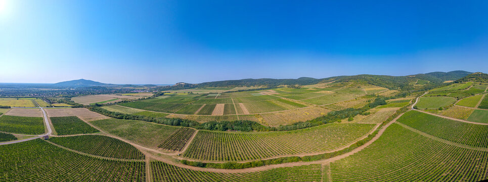 Panorama view of vineyards at Tokaj region of Hungary