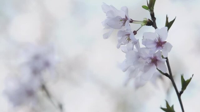Tokyo, Japan - March 21, 2026: Yama zakura in full bloom at spring