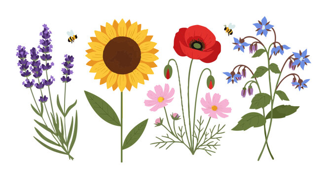 Bee friendly plants illustration set with lavender, sunflower, poppy, cosmos, and borage.