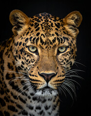Fototapeta premium Cabeza de leopardo en primer plano de frente sobre fondo negro, animal de mirada salvaje, felino exótico concepto de lujo, liderazgo, exclusividad, poder, branding sofisticado y moda
