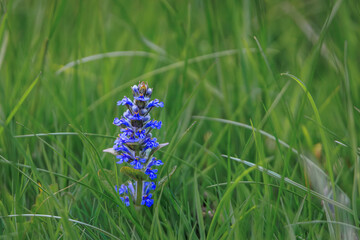 Fototapeta premium Tiny blue bugle flowers bloom in a springtime meadow field in Zurich, Switzerland